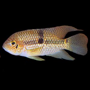 Aequidens Diadema  (5-6cm)