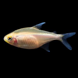 Albino Black Neon Tetra (2-2.5cm)
