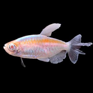 Albino Congo Tetra (3-3.5cm)