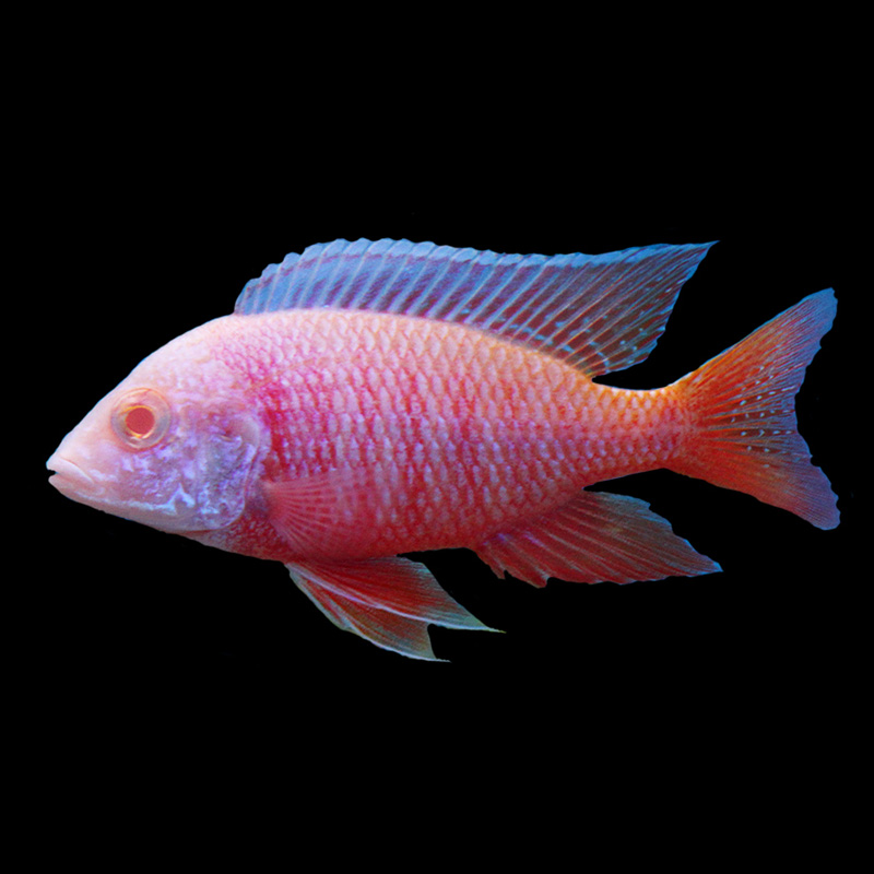 Albino Peacock Cichlid (6-7cm)