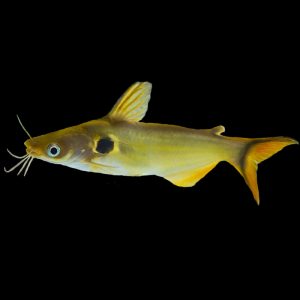 Asian Sun Catfish (4-5cm)