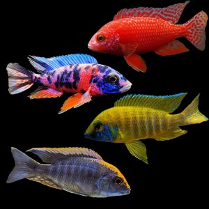 Assorted Aulonocara Peacock (11-14cm)