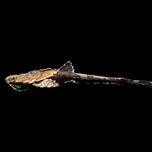 Banjo Catfish (6-7cm)