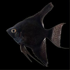 Assorted Angelfish (6-8cm)