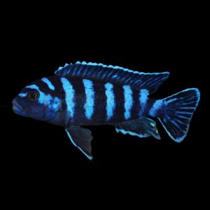Demasoni Cichlid (4-5cm)