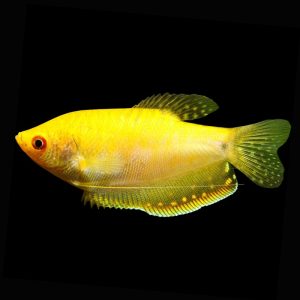 Gold Gourami (5-6cm)