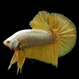 24K Gold Male Betta (3-4cm)