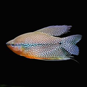 Pearl Gourami (5-6cm)