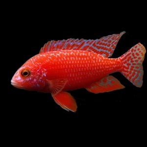 Strawberry Peacock (6-7cm)