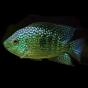 Texas Cichlid (4-5cm)