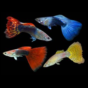 Assorted Male Guppy (4-4.5cm)