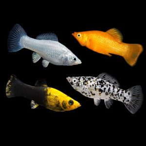 Assorted Molly (5-6cm)